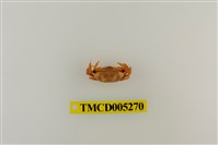 藏品(弧邊管招潮蟹)的圖片